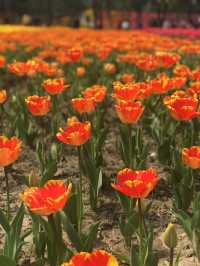 市內公園賞花小攻略