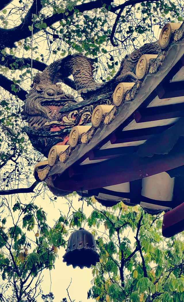 又是一樹黃花