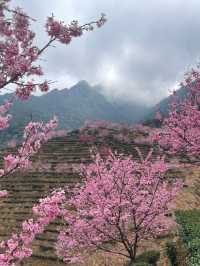 廣東梅州陰那山｜春日快奔赴一場浪漫花約