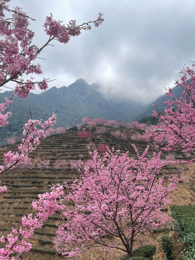 廣東梅州陰那山｜春日快奔赴一場浪漫花約