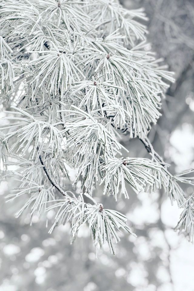 這不是北海道，是下雪的廬山呀
