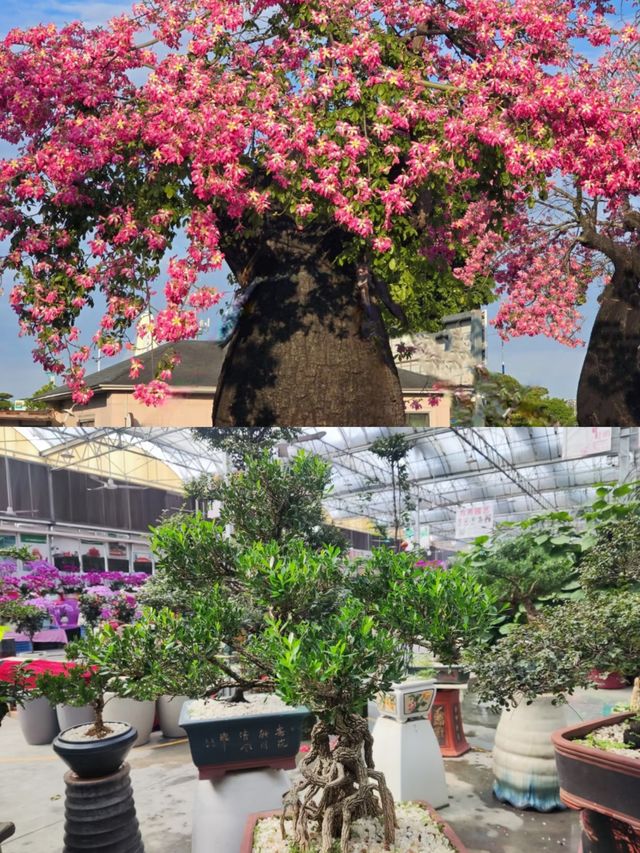 我發現了一個不必雲南差的花花世界