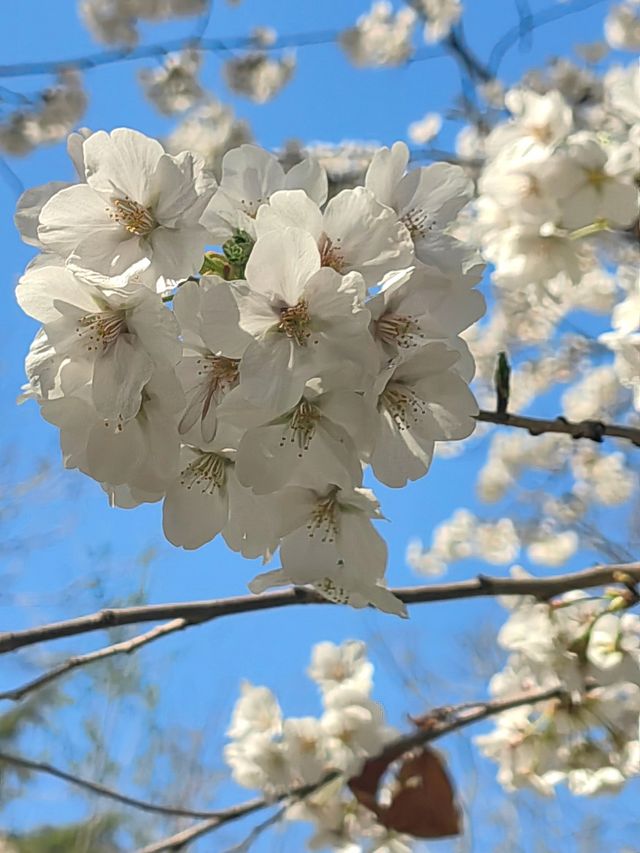 玉淵潭公園｜一場浪漫的春日奔赴