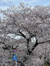 藏在京都北邊的浪漫🌸 本地人私藏賞櫻地