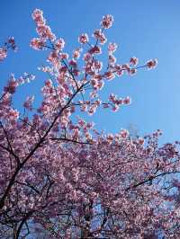 東京櫻花｜新宿御苑：花期長的賞櫻名所