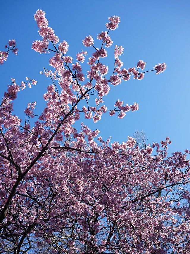 東京櫻花｜新宿御苑：花期長的賞櫻名所