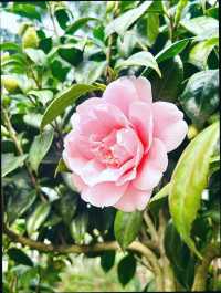 成都植物園｜賞花遛娃露營好去處