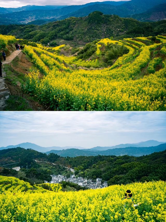 三月去邊度｜嚟婺源篁嶺，賞萬畝油菜花花海！