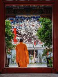 蘇州小眾賞玉蘭花聖地，美到失語