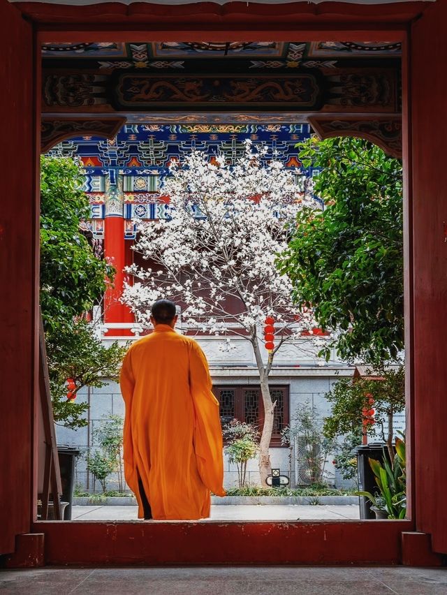 蘇州小眾賞玉蘭花聖地，美到失語