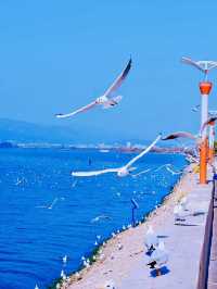 Gulls in Kunming Migration and Farewell