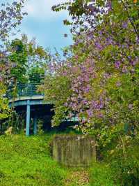 💖深圳香蜜公園，人間仙境