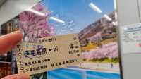🌸今日満開の河津桜🌸