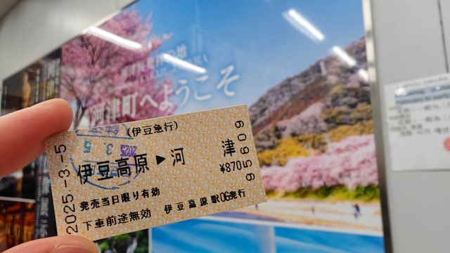 🌸今日満開の河津桜🌸