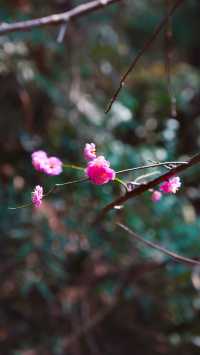 春日追花記