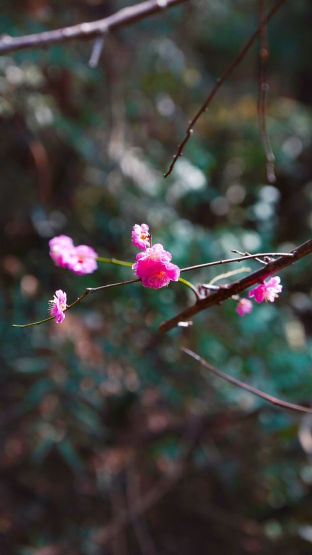 春日追花記