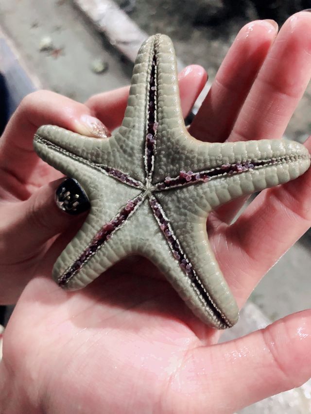 濟州島水族館｜一篇在手，暢遊無憂