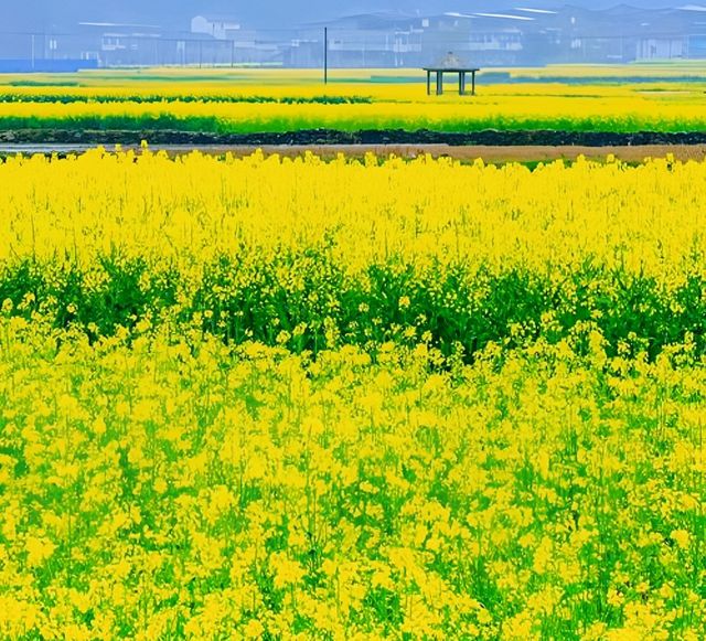 金色海洋—漢中油菜花海