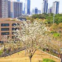 深圳也太卷了吧！500米內居然有3個公園！