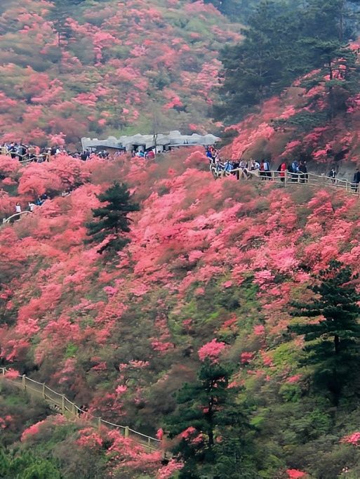 開爆了！這裡的100000畝野生花海才是四月的頂流！