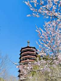 北京園博園6號園｜春天上春山｜園博園桃花谷