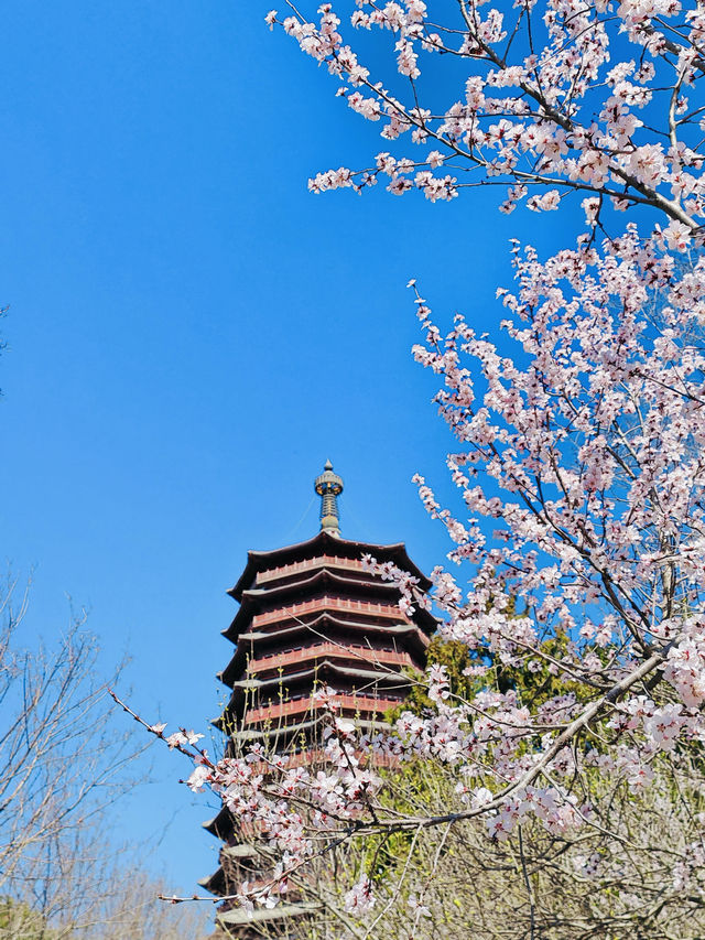 北京園博園6號園｜春天上春山｜園博園桃花谷