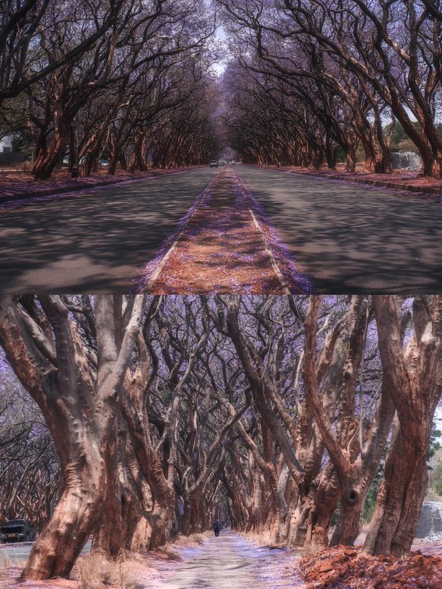 解鎖哈拉雷｜非洲高原上的花園之城