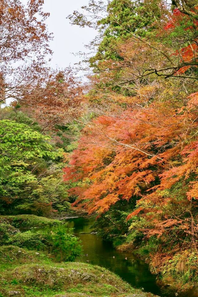 日本小眾旅遊神仙景點-鶴仙溪！