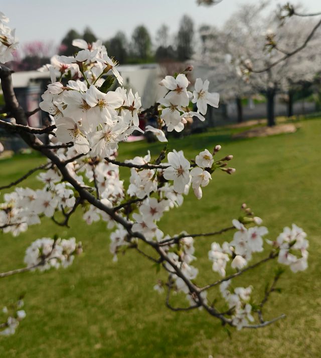 春風裡的櫻花味