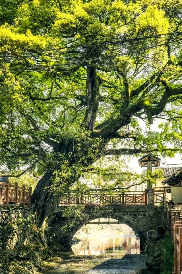 南靖土樓 | 時光褶皺裏的家宴