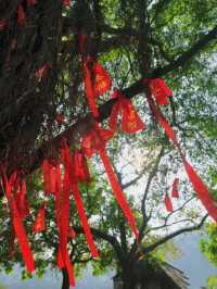 鼎湖山寶鼎園，有「球」必應。