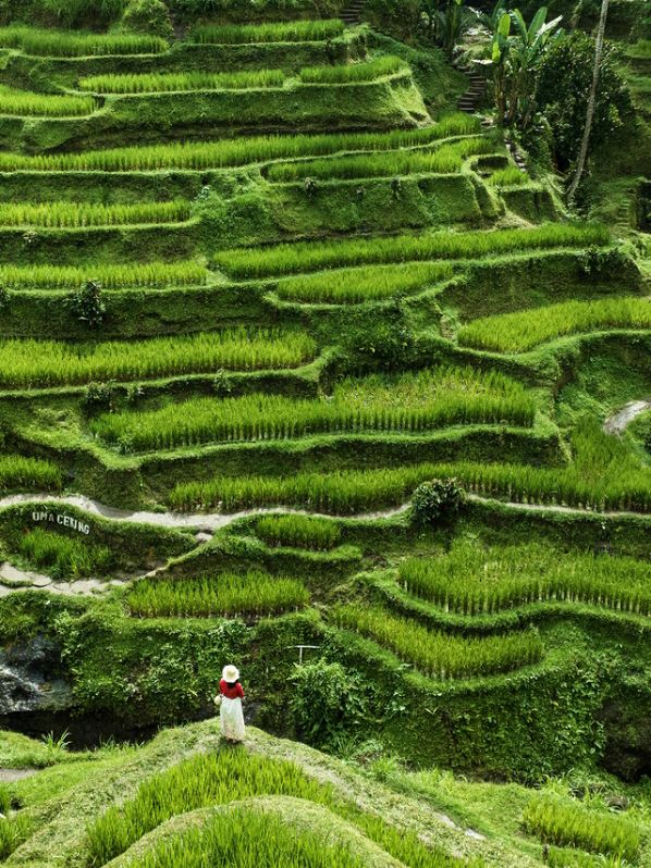 Ubud, Bali: Temple Run Adventure 🌿 Ubud, Bali: Temple Run Adventure 🌿