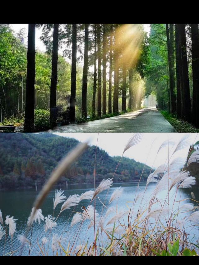 山林竹海間的一方靜謐～西璞民宿