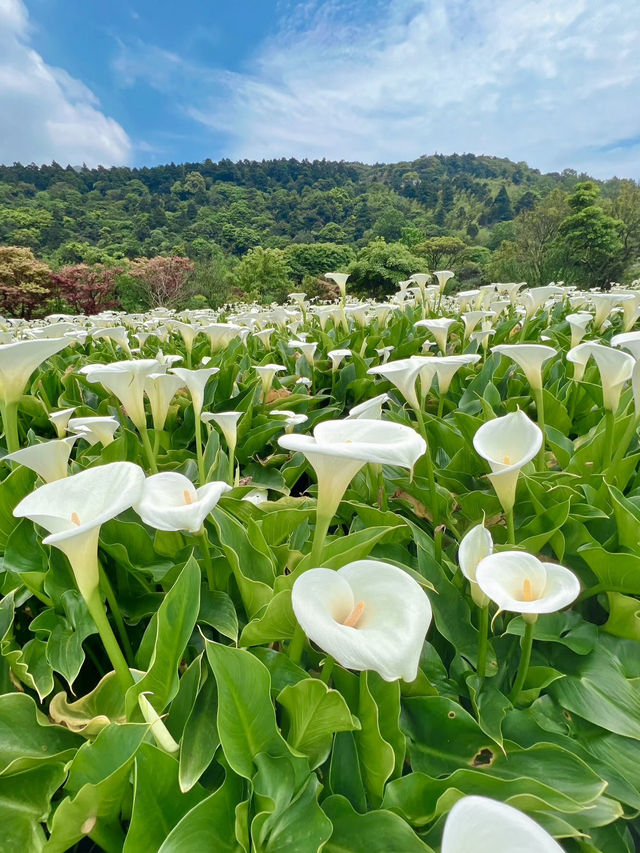 山嵐與硫磺香：陽明山上的季節私語