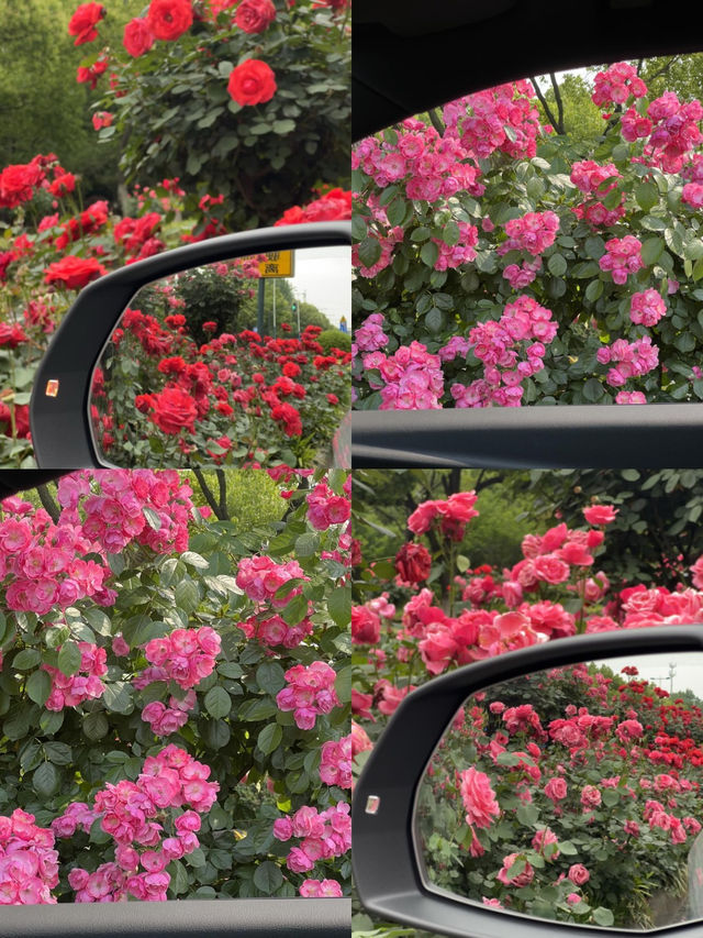 常州五一期間的賞花攻略