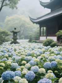 媲美日本！杭州永福寺繡球花，滿溢禪意之美