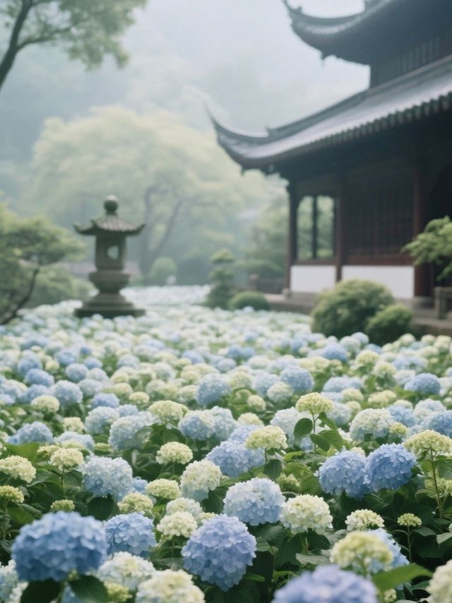 媲美日本！杭州永福寺繡球花，滿溢禪意之美