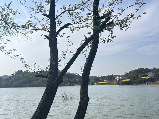 🌳邵陽吸氧寶地！寶慶森林公園