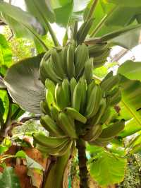 南昌珍奇植物園全攻略