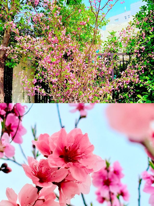 三江口生態公園，遺失的美好
