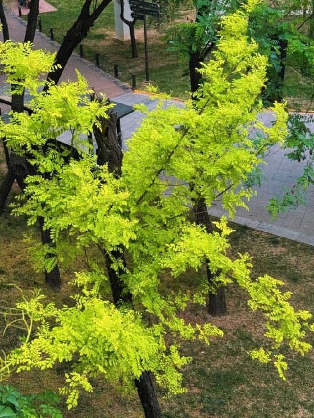 千年曲江池遺址公園遊玩攻略，盛世長安遊
