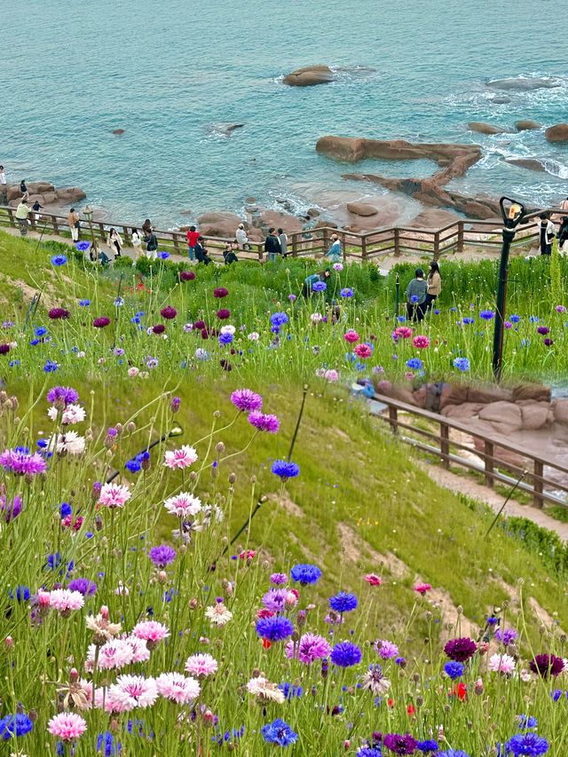 青島實況！！海邊的雛菊花海絕美！