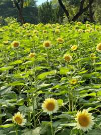 🌻廣州雲台花園 | 邂逅向日葵花海