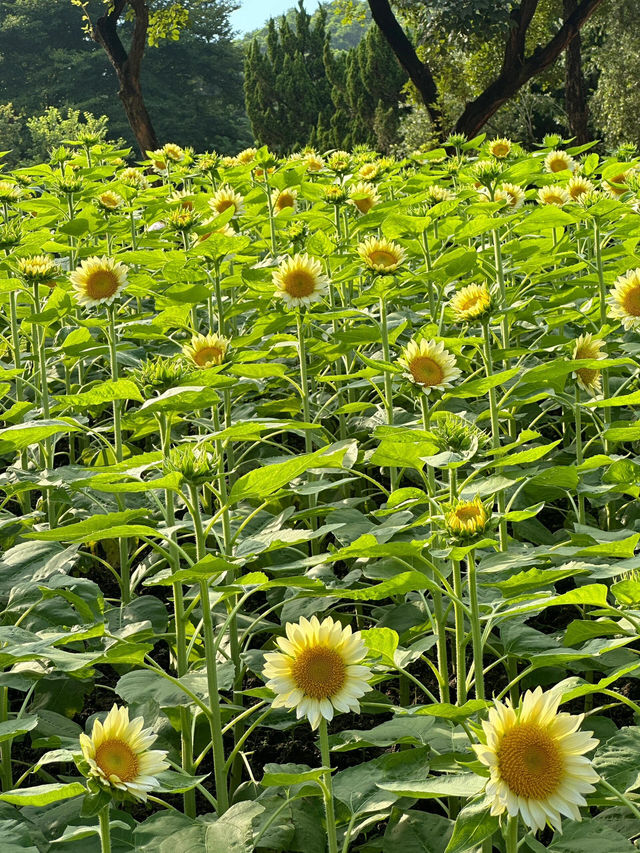 🌻廣州雲台花園 | 邂逅向日葵花海