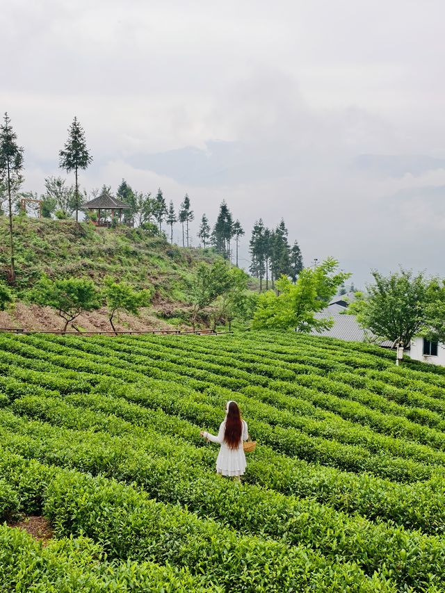 成都2.5小時直達｜住進樂山茶山的綠色夢境，治癒都市焦慮