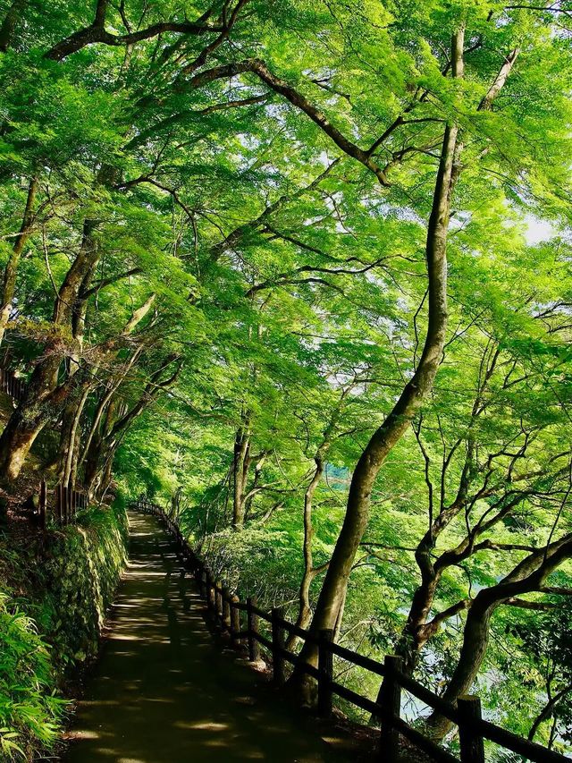 暑假推薦！京都奈良親子遊，餵小鹿坐火車