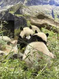 上野動物園：把熊貓的可愛帶回家