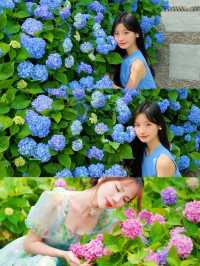 六月揚州，邂逅慢時光與浪漫花海