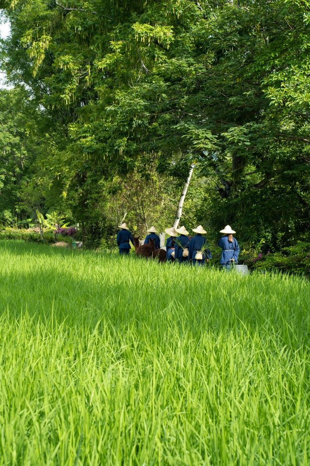 崇左先至係絕美啊|||嚟廣西唔好剩係識去桂林啦