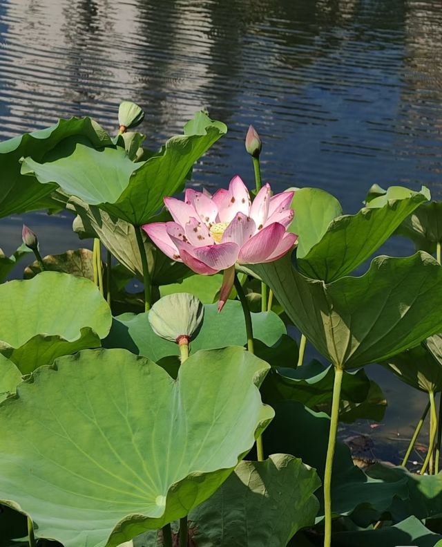 中山公園賞花奇遇！錦江之星品尚酒店畀你超暖心體驗！